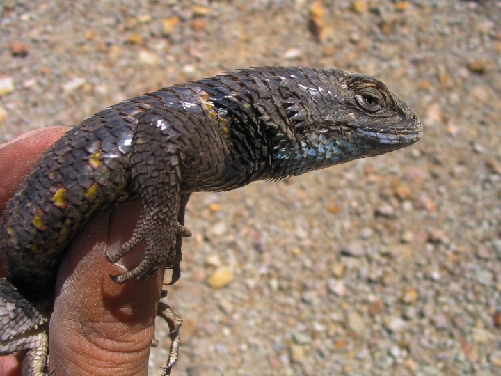Desert Spiny Lizard